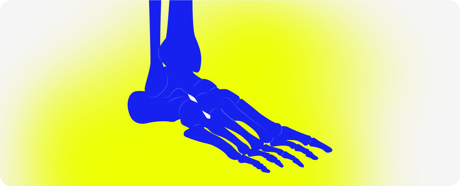 Foot Anatomy 101