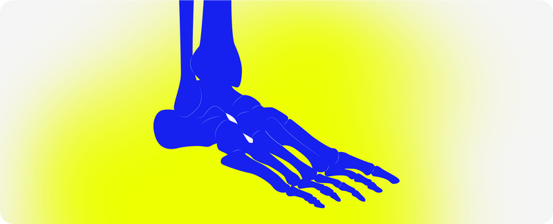 Foot Anatomy 101